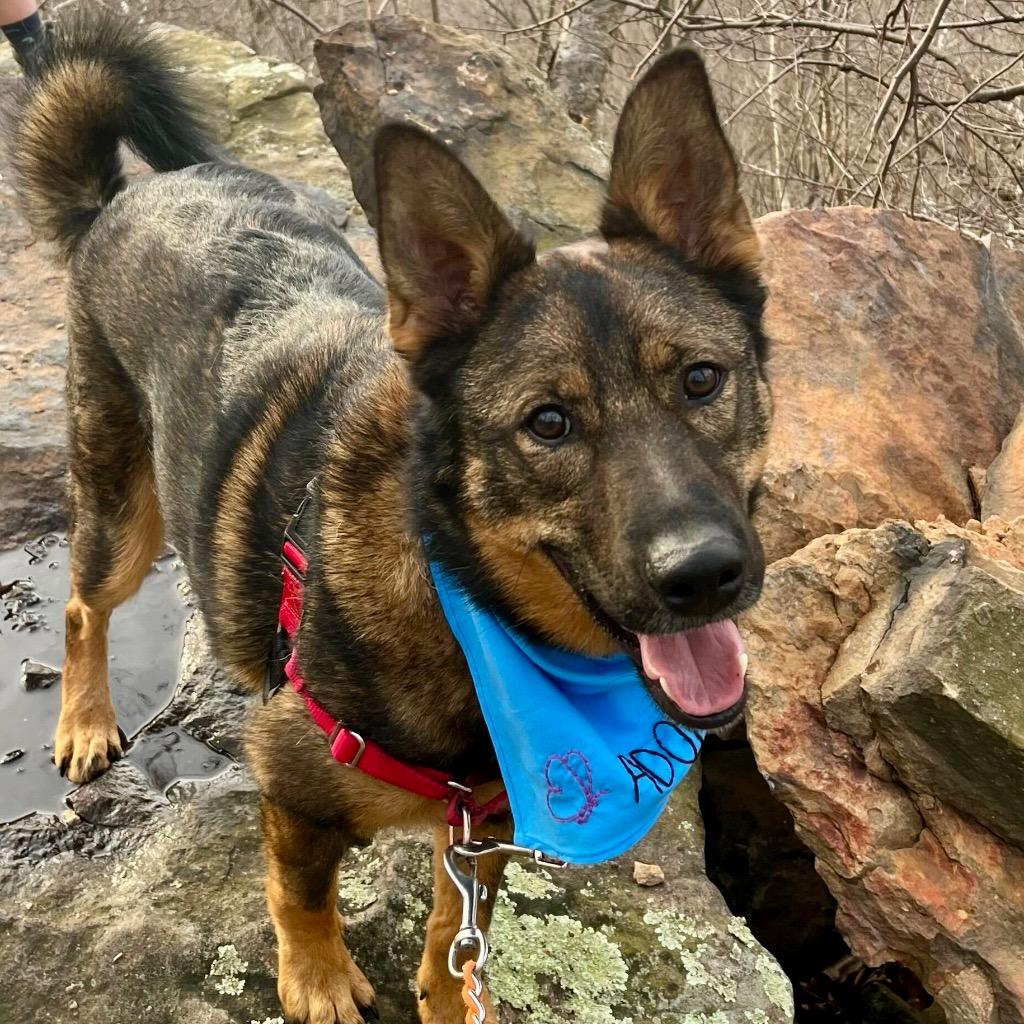 Enlarge Wawa, a Adoptable mixed breed in State College, PA image 6/6