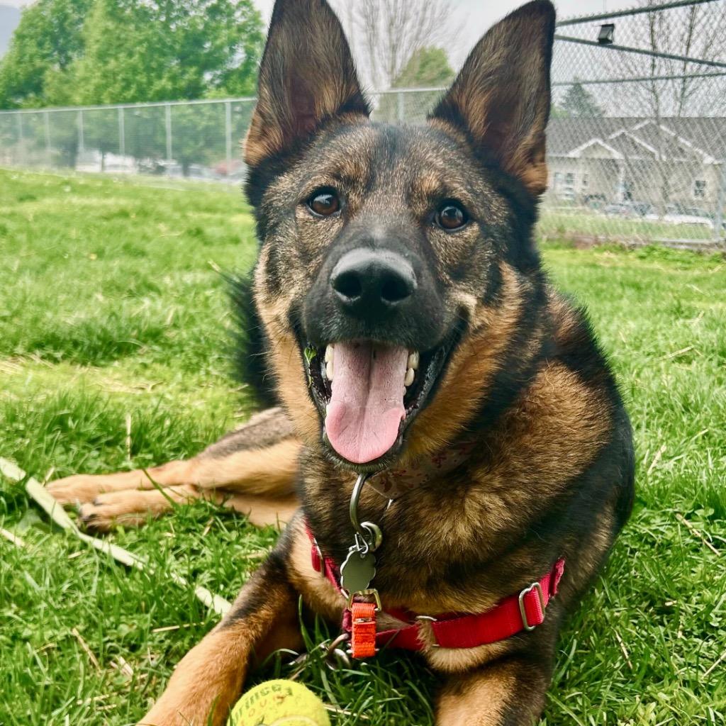 Wawa, a Adoptable mixed breed in State College, PA image 5/6