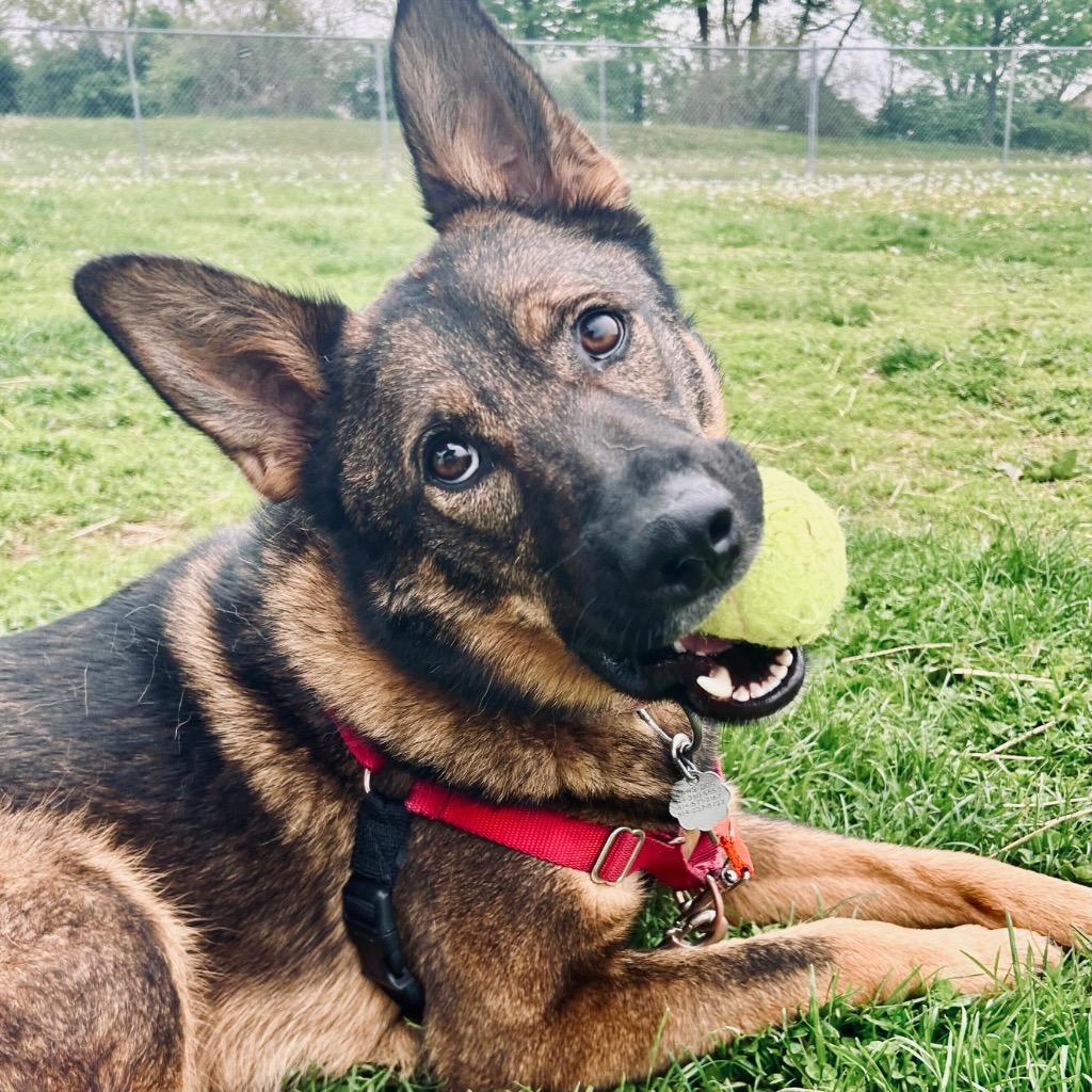 Enlarge Wawa, a Adoptable mixed breed in State College, PA image 6/6