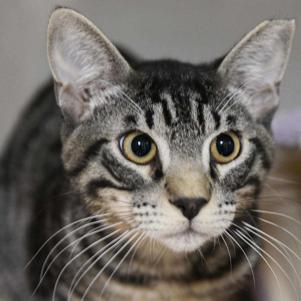 Tommy Lee, Adoptable, Young Male Domestic Short Hair.