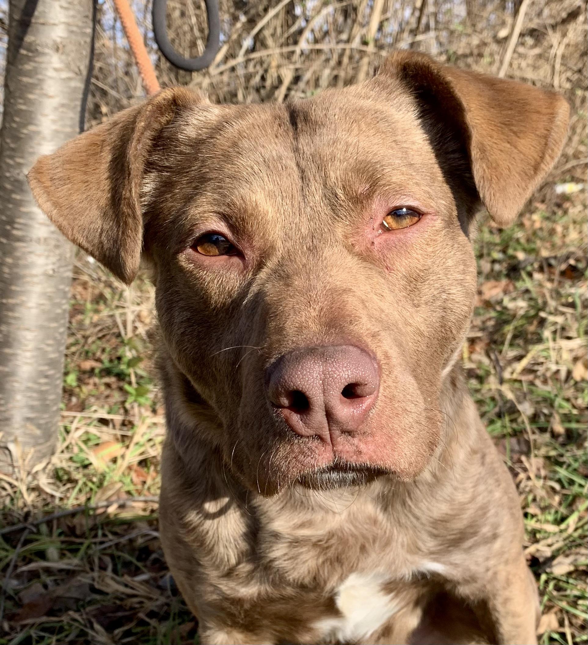 Maverick, an adopted mixed breed in McKeesport, PA image 3/6