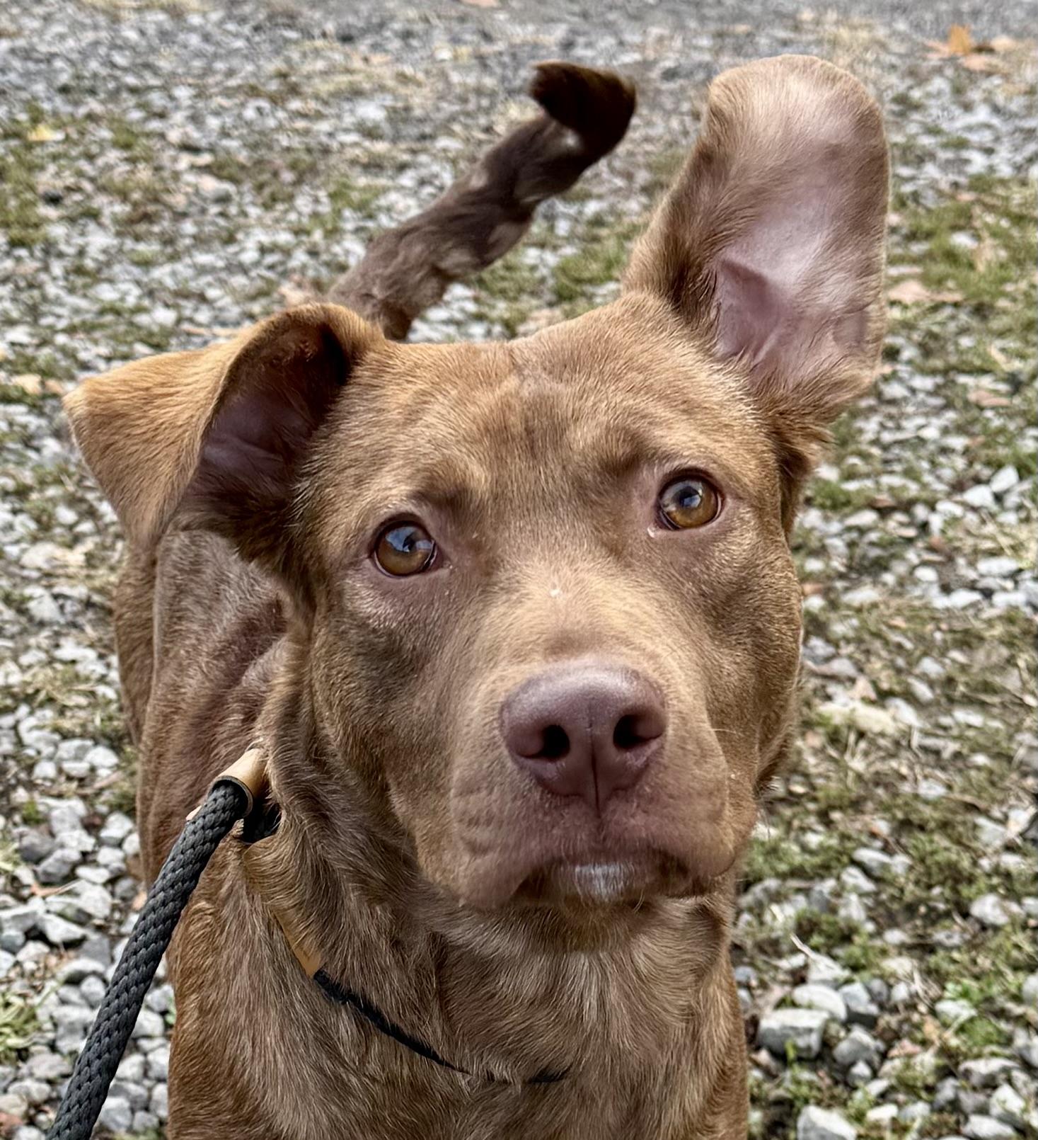 Maverick, Adoptable, Young Male Curly-Coated Retriever.