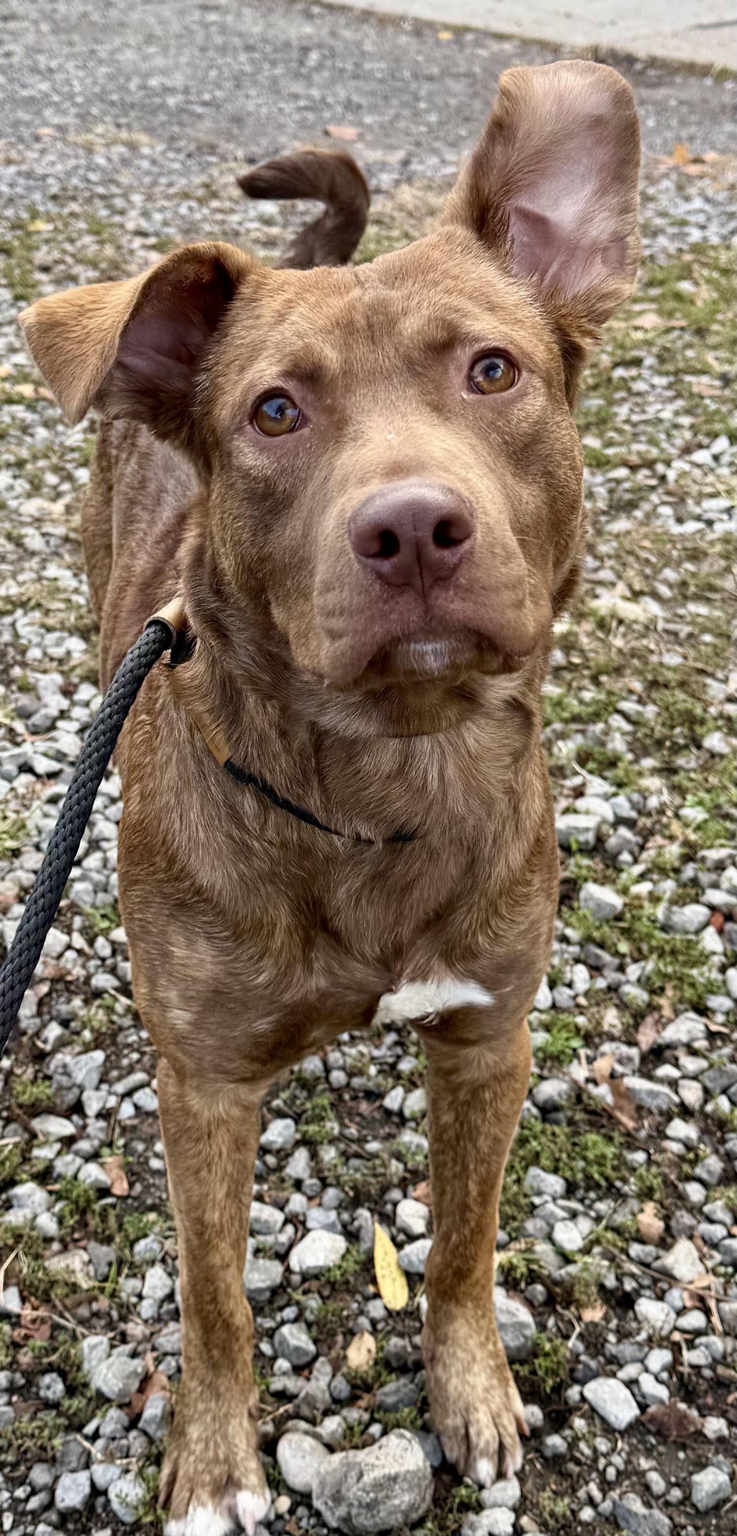 Enlarge Maverick, a Adoptable mixed breed in McKeesport, PA image 3/3