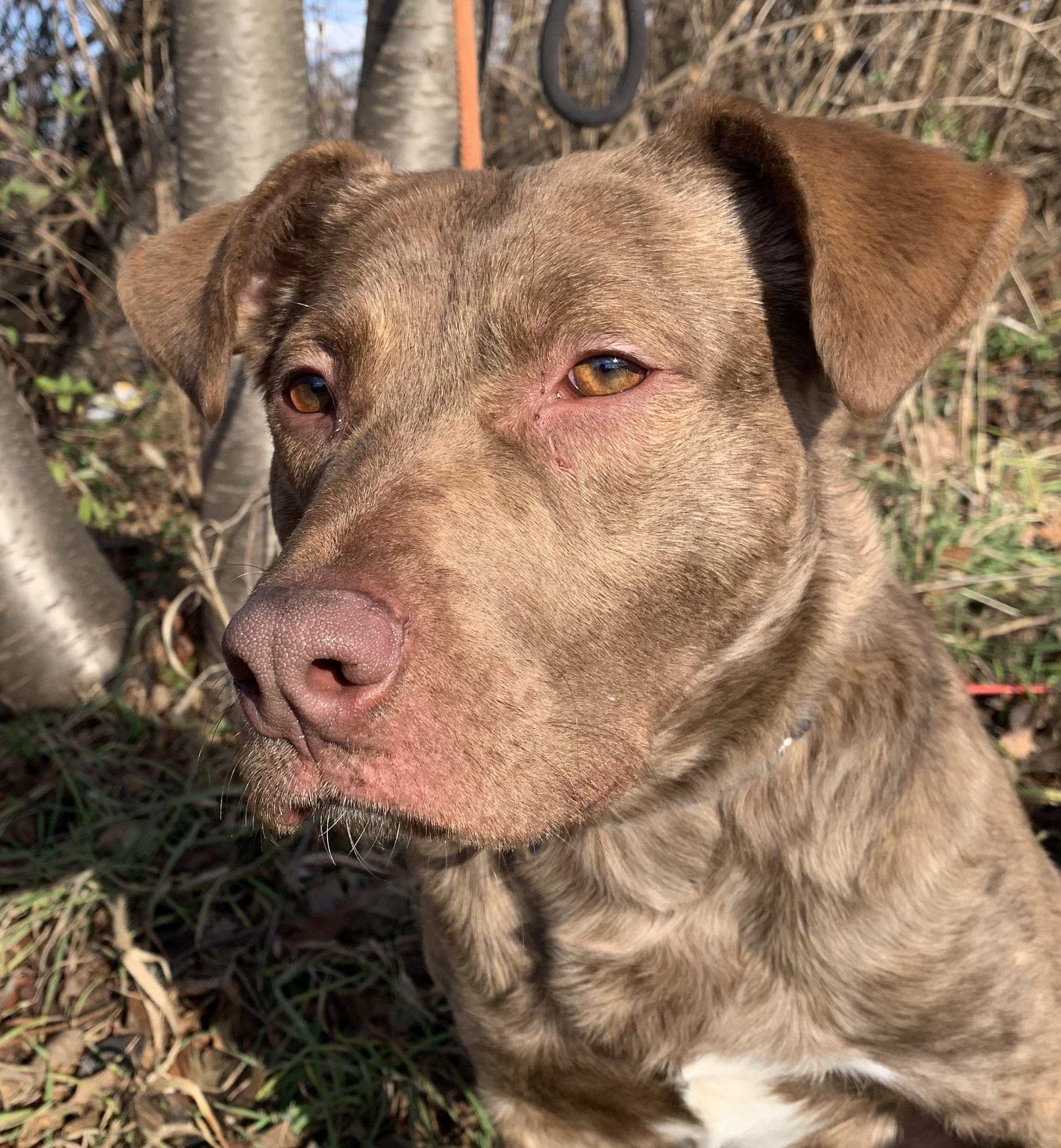 Maverick, an adopted mixed breed in McKeesport, PA image 4/6