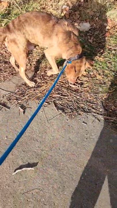 Enlarge Maverick, an adopted mixed breed in McKeesport, PA video 6/6