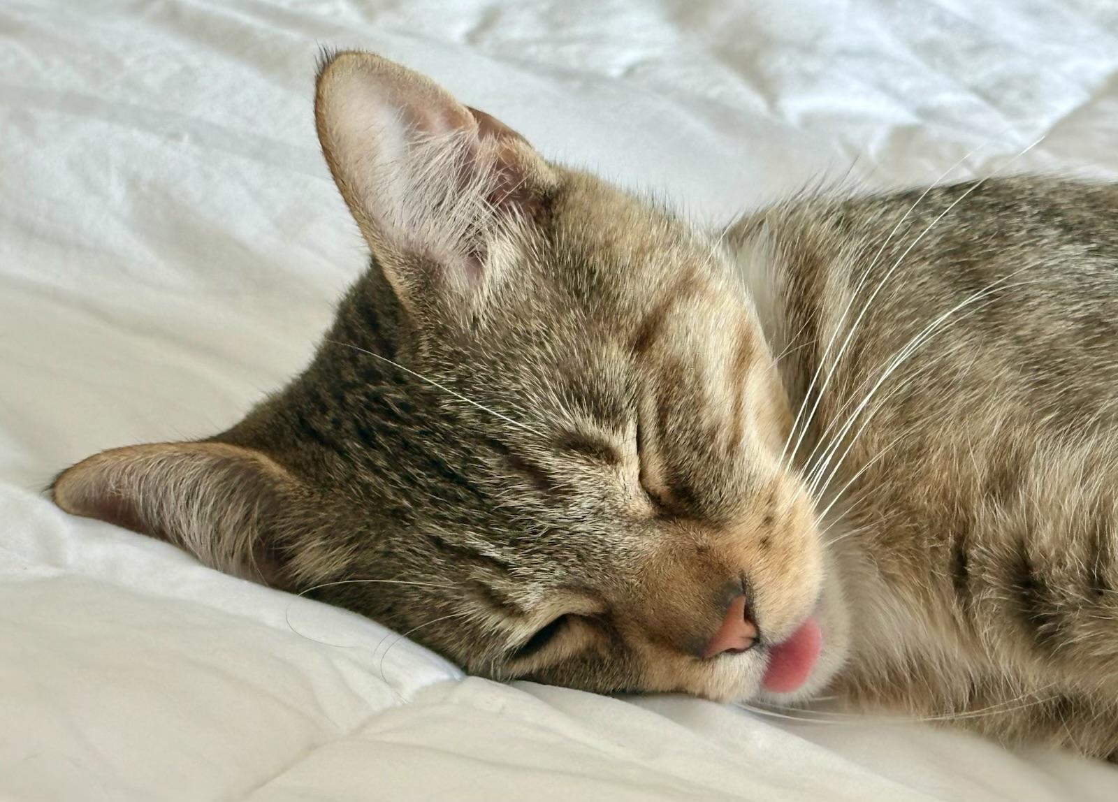 Rita, Adoptable, Young Female Domestic Short Hair.