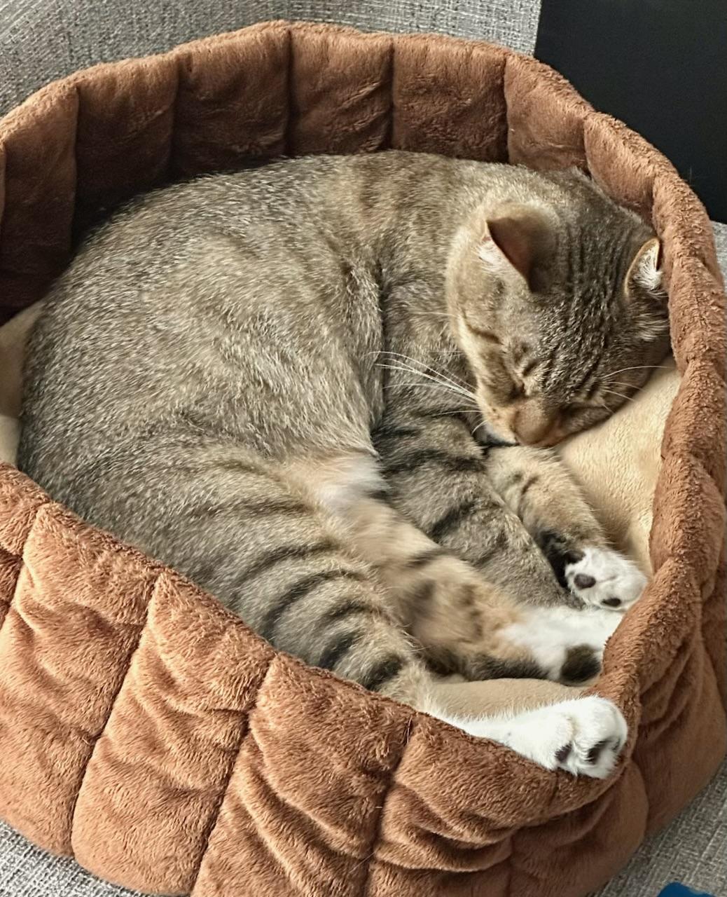 Enlarge Rita, a Adoptable Domestic Short Hair in San Francisco, CA image 2/6