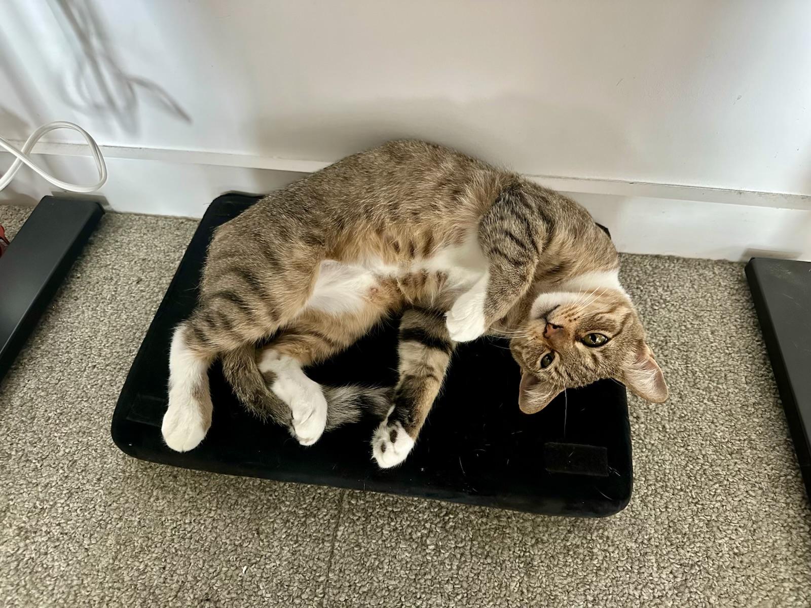 Enlarge Rita, a Adoptable Domestic Short Hair in San Francisco, CA image 3/6