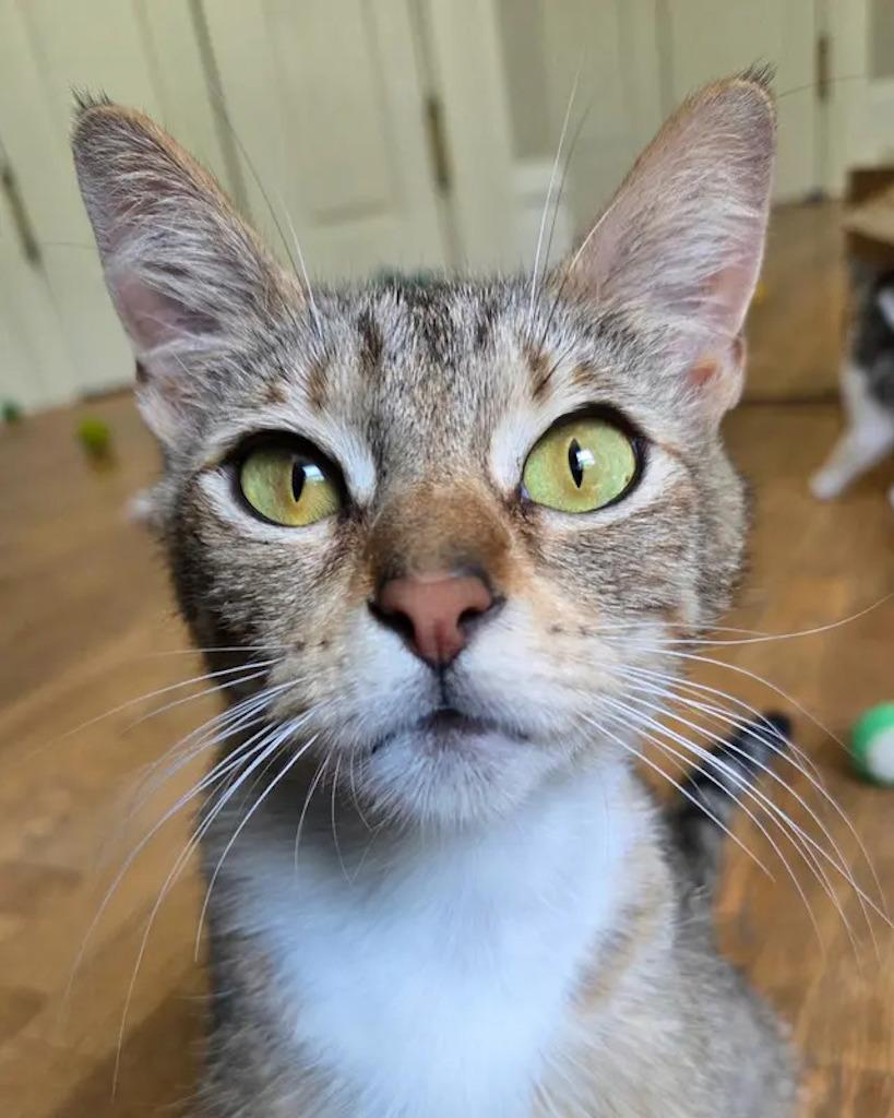 Enlarge Rita, a Adoptable Domestic Short Hair in San Francisco, CA image 3/6