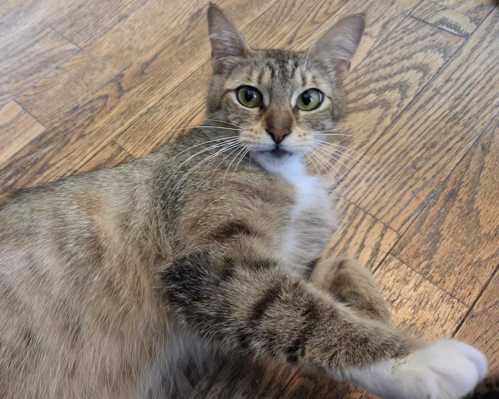 Enlarge Rita, a Adoptable Domestic Short Hair in San Francisco, CA image 4/6