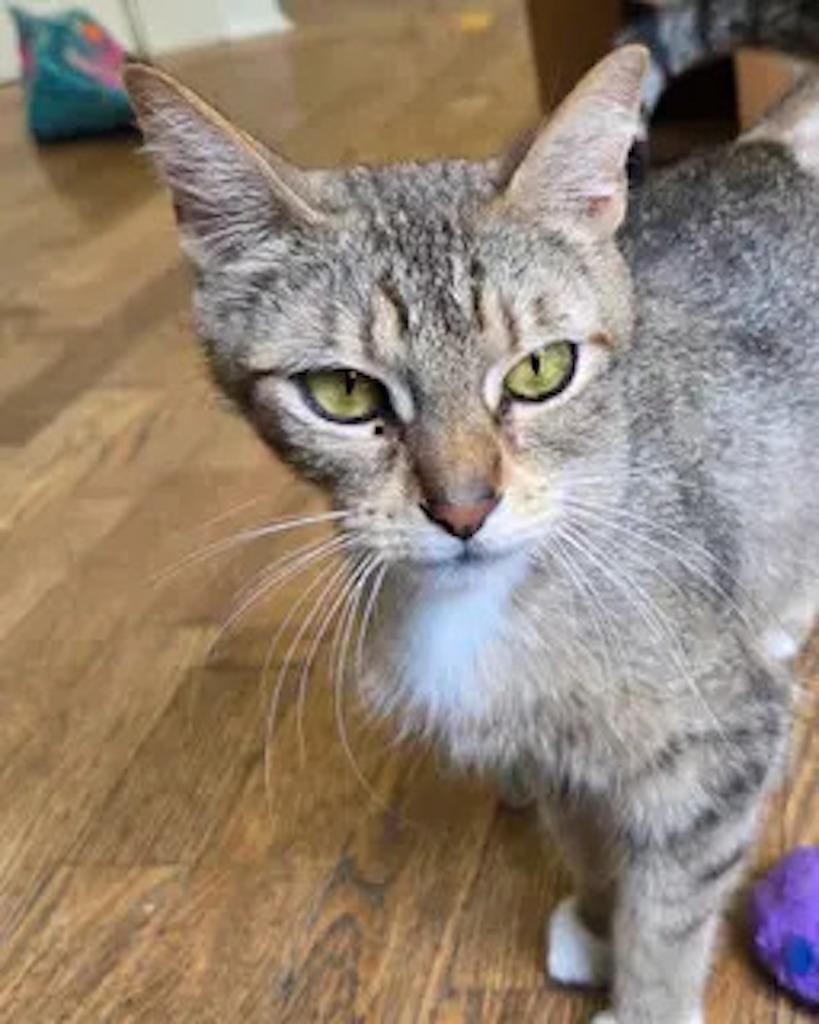 Enlarge Rita, a Adoptable Domestic Short Hair in San Francisco, CA image 5/6