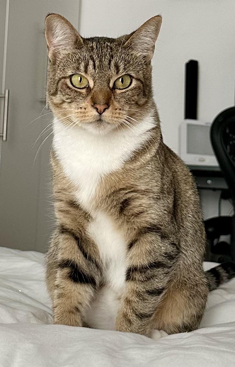 Enlarge Rita, a Adoptable Domestic Short Hair in San Francisco, CA image 4/6