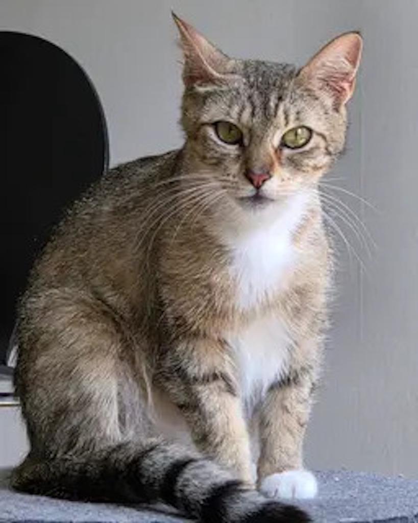 Enlarge Rita, a Adoptable Domestic Short Hair in San Francisco, CA image 6/6