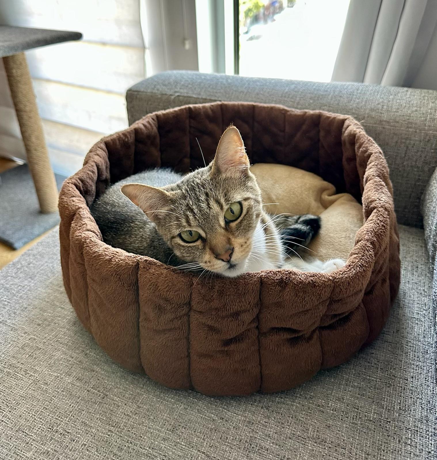 Enlarge Rita, a Adoptable Domestic Short Hair in San Francisco, CA image 5/6