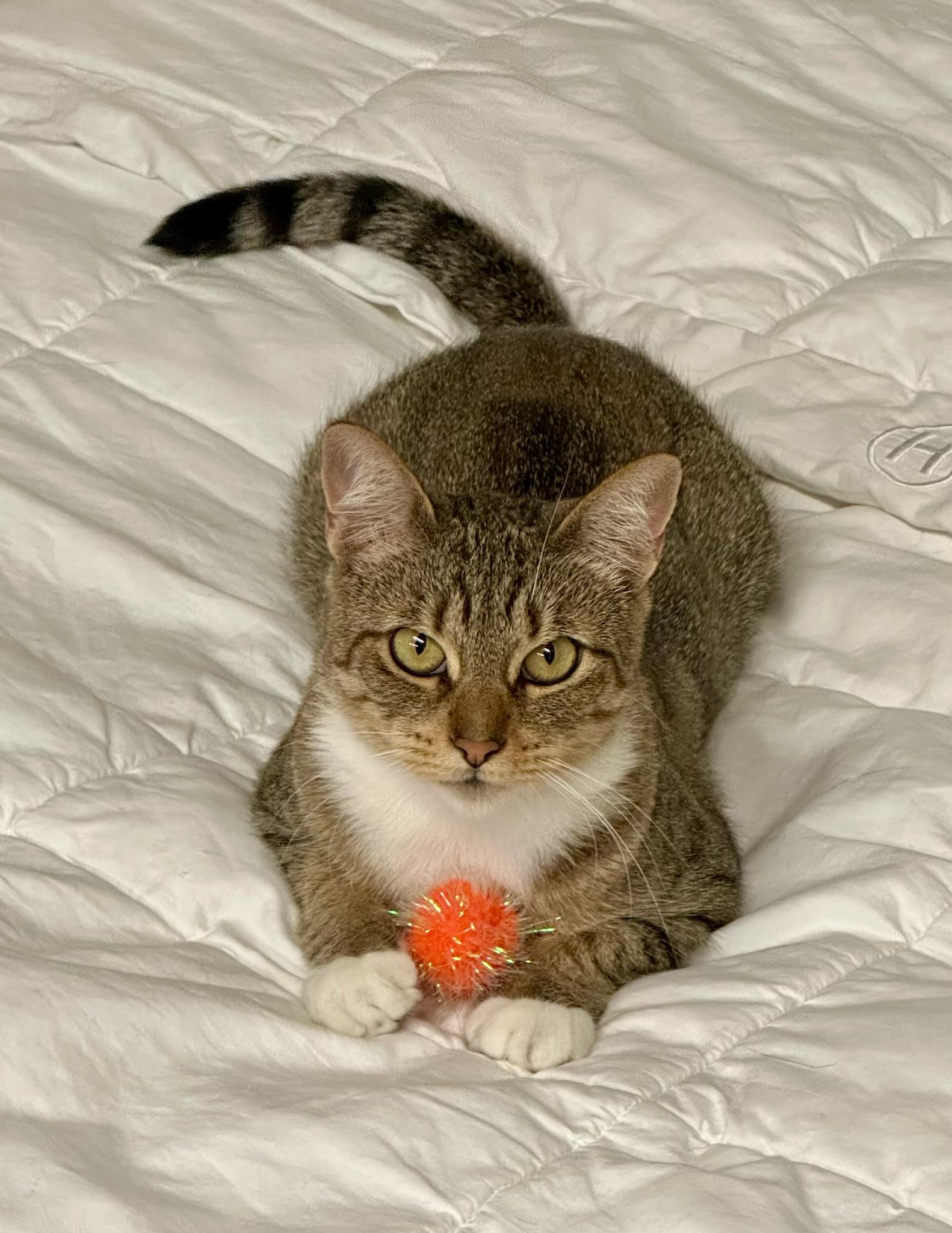 Enlarge Rita, a Adoptable Domestic Short Hair in San Francisco, CA image 6/6