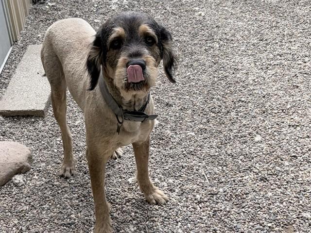 Enlarge MARCO, a Adoptable mixed breed in Ames, IA image 1/1