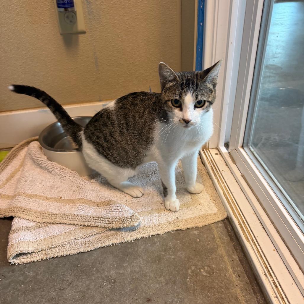 Duchess, Adoptable, Adult Female Domestic Short Hair.