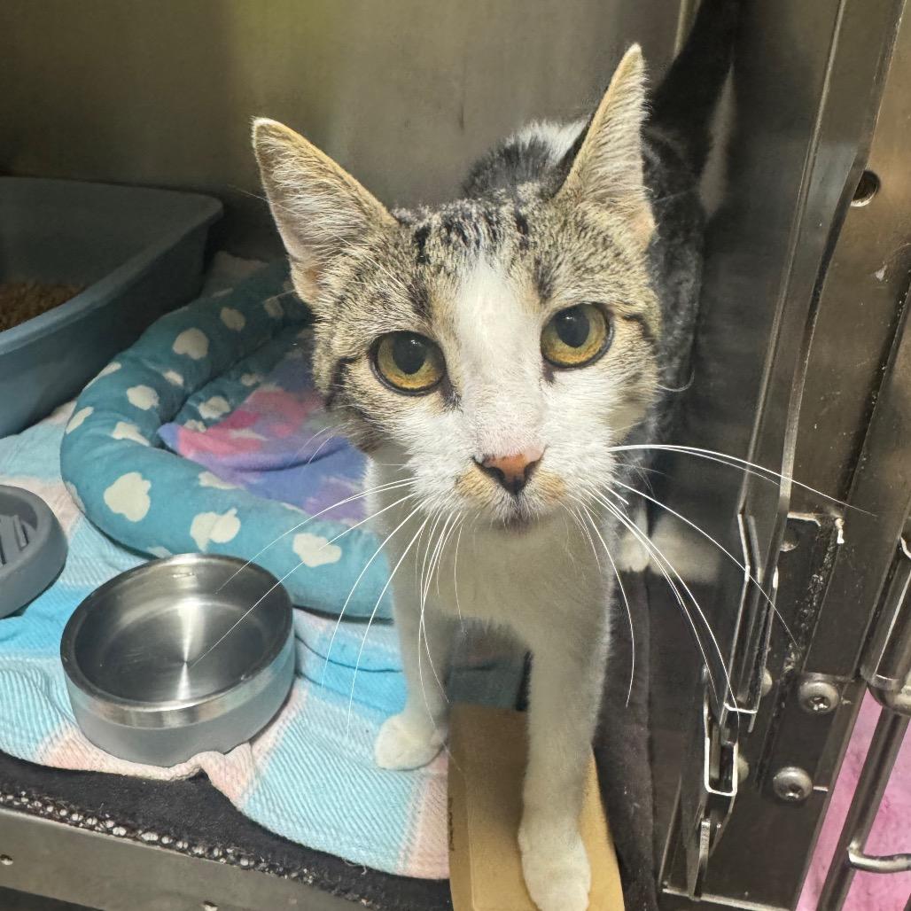 Duchess, a Adoptable Domestic Short Hair in Mankato, MN image 2/3