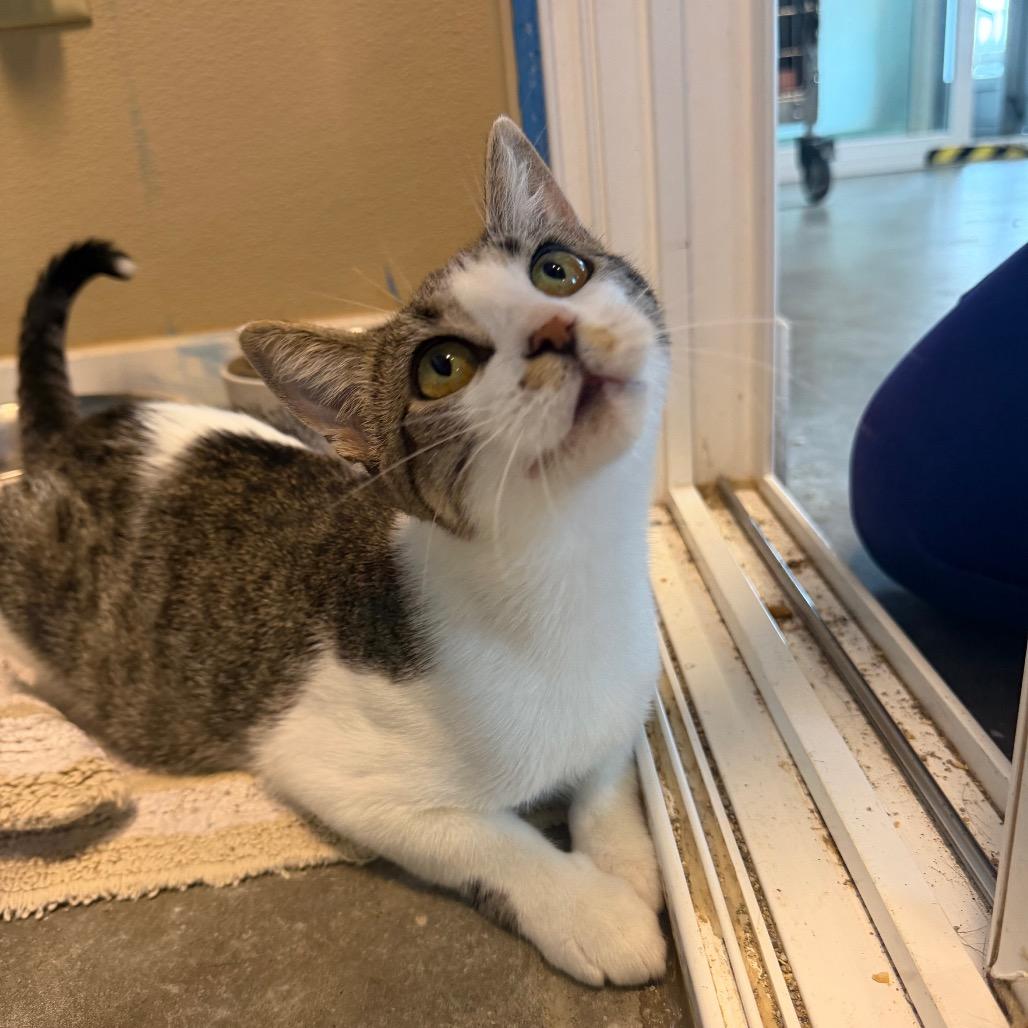 Duchess, a Adoptable Domestic Short Hair in Mankato, MN image 3/3