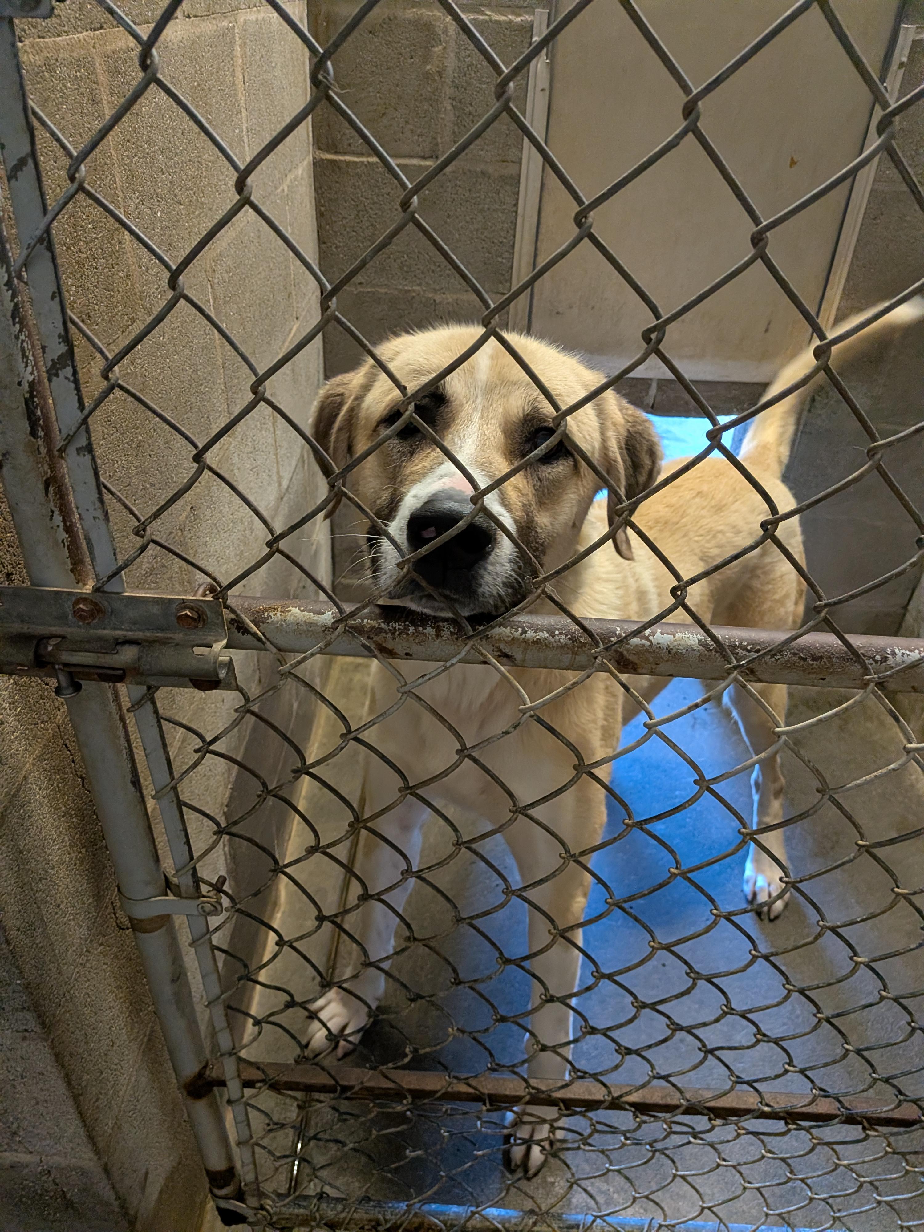 Enlarge Teddy, a Adoptable mixed breed in Hermiston, OR image 1/4