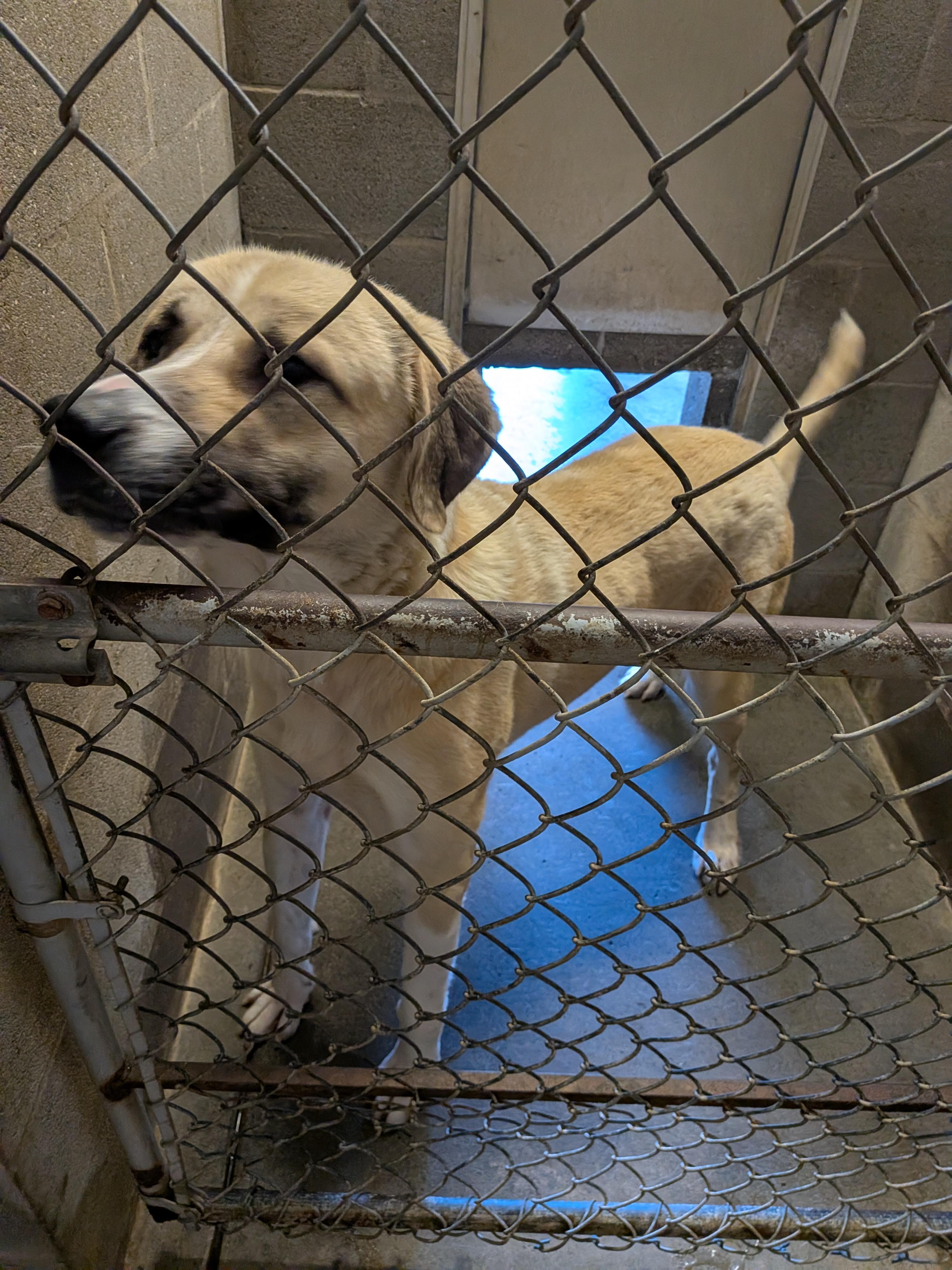 Enlarge Teddy, a Adoptable mixed breed in Hermiston, OR image 4/4