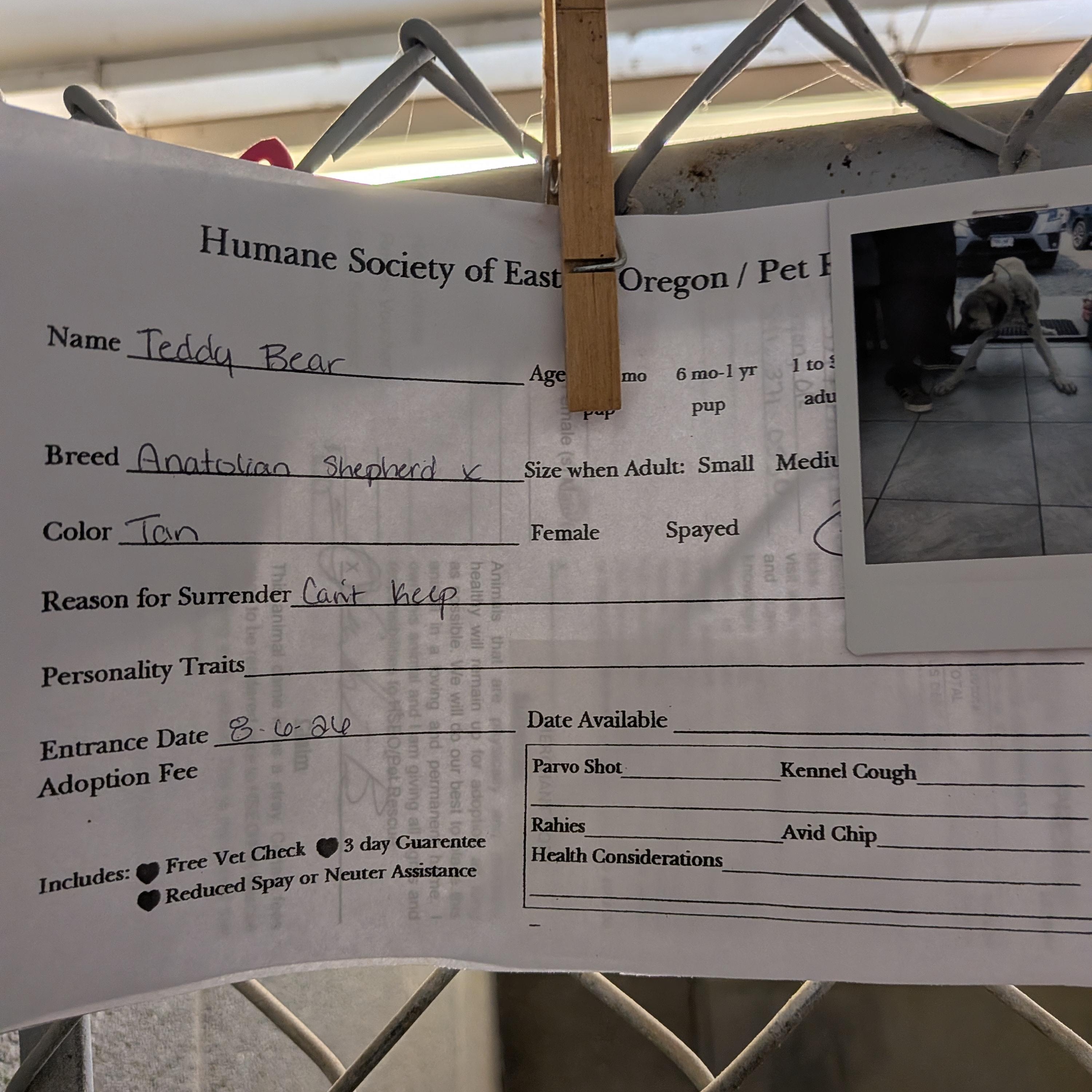 Teddy, a ADOPTABLE mixed breed in Hermiston, OR image 2/2
