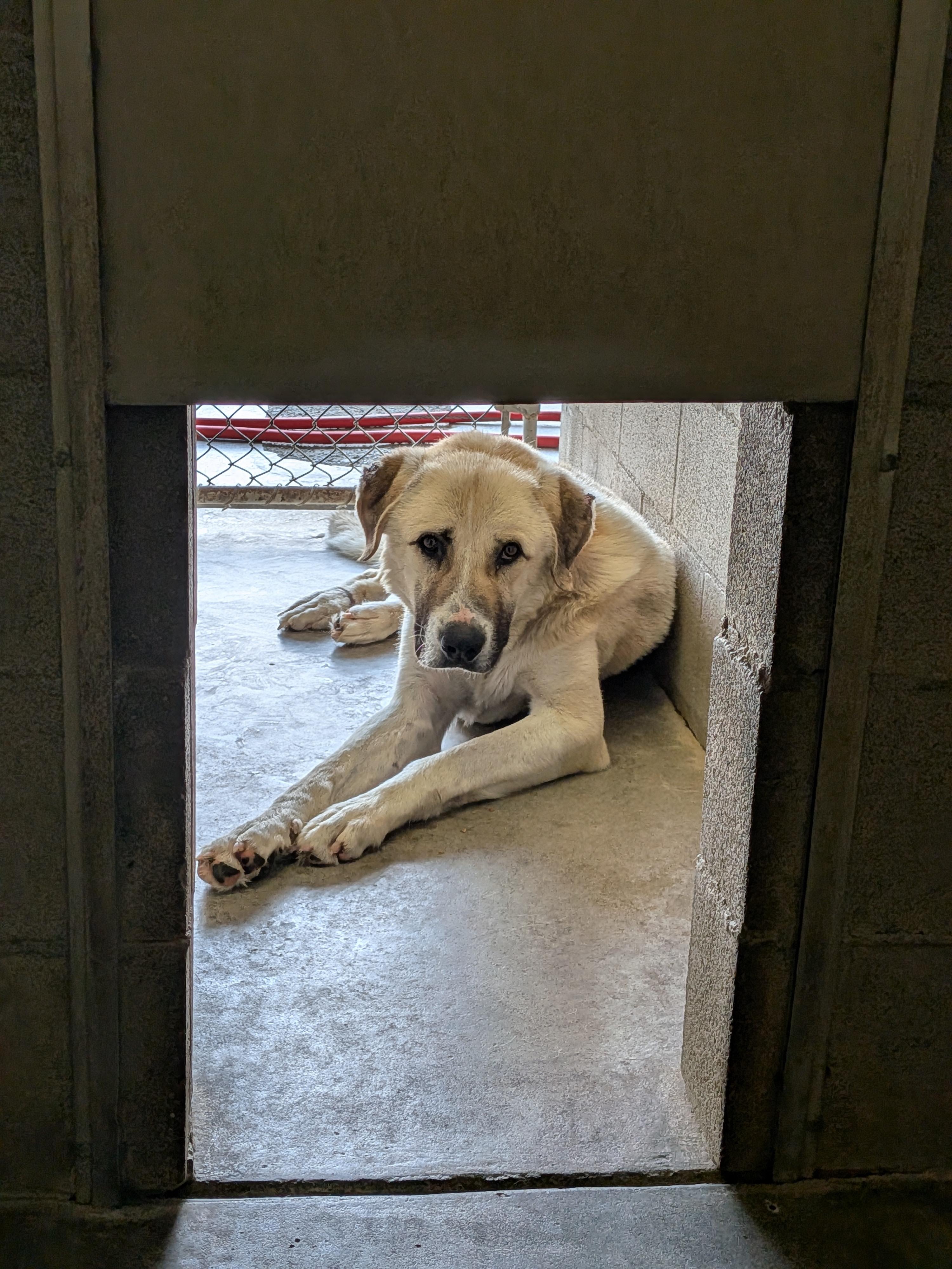Teddy, ADOPTABLE, Adult Male Anatolian Shepherd.