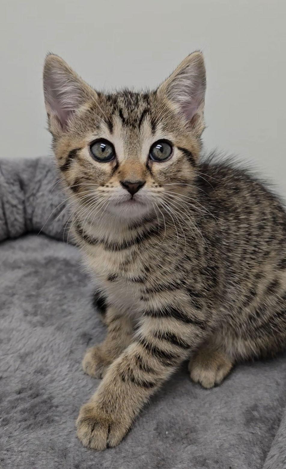 Enlarge Addy, a Adoptable mixed breed in Locust Grove, GA image 1/3