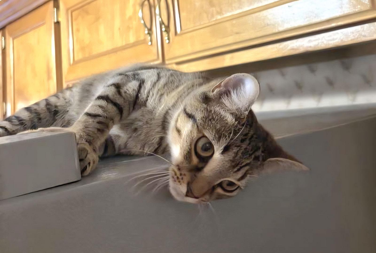 Enlarge Addy, a Adoptable mixed breed in Locust Grove, GA image 2/3