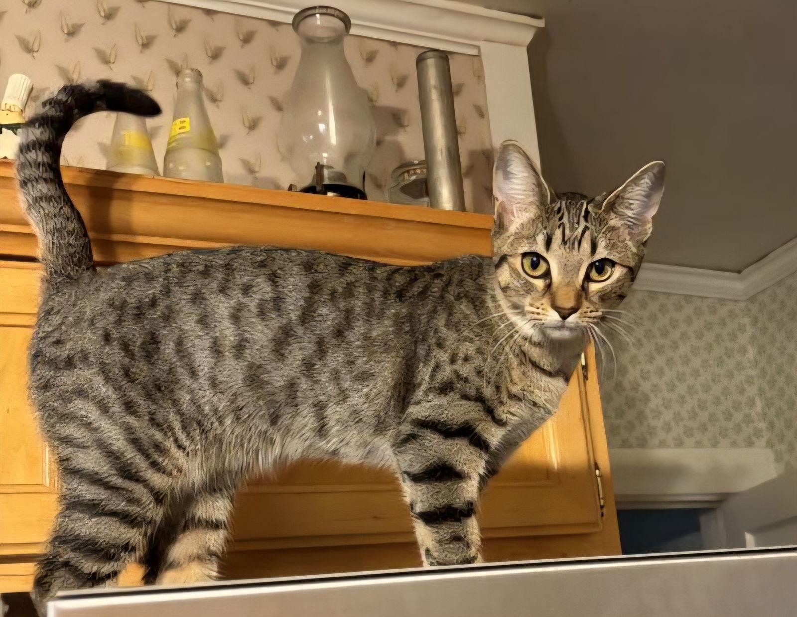 Enlarge Addy, a Adoptable mixed breed in Locust Grove, GA image 3/3