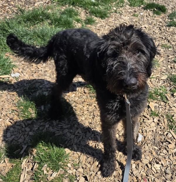 Enlarge Jubilee, a Adoptable mixed breed in Salem, OR image 1/1