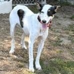 Sadie, a ADOPTABLE Portuguese Podengo in Taunton, MA image 6/6