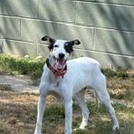 Sadie, a ADOPTABLE Portuguese Podengo in Taunton, MA image 4/6