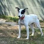 Sadie, a ADOPTABLE Portuguese Podengo in Taunton, MA image 5/6