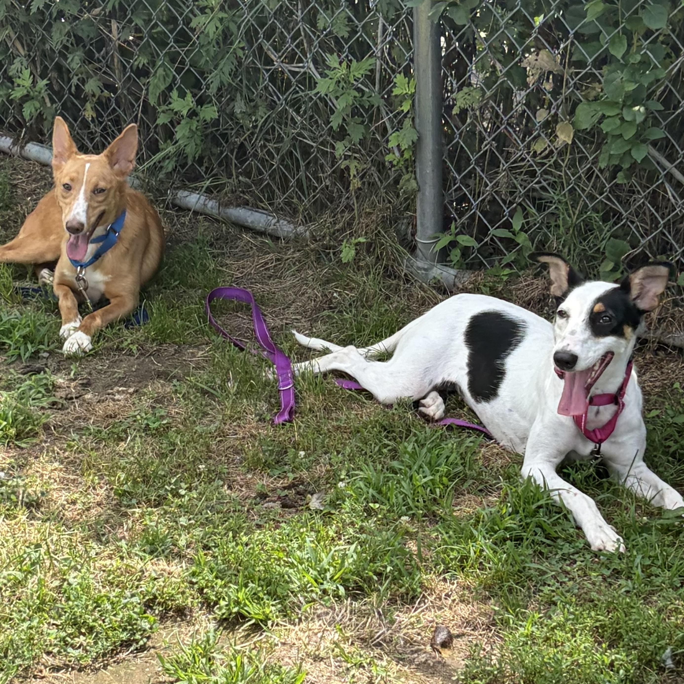 Sadie, a ADOPTABLE Portuguese Podengo in Taunton, MA image 2/6