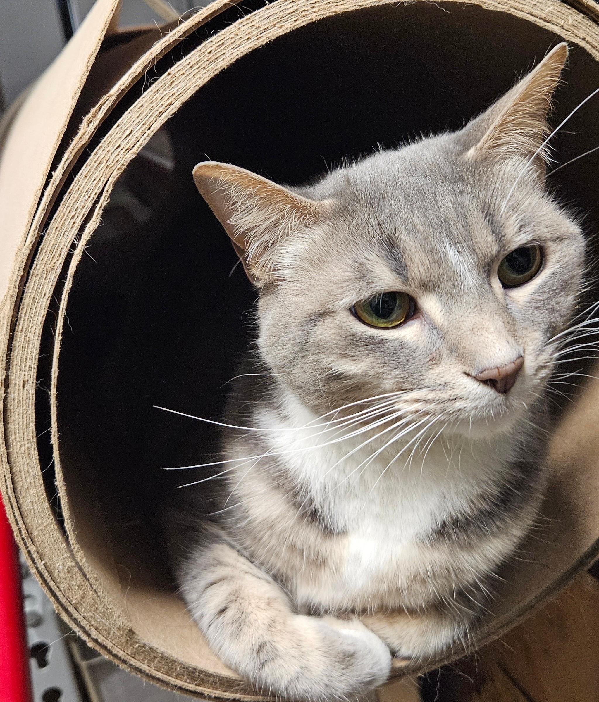Fergie, an adoptable Domestic Short Hair, Tabby in Sellersburg, IN, 47172 | Photo Image 1