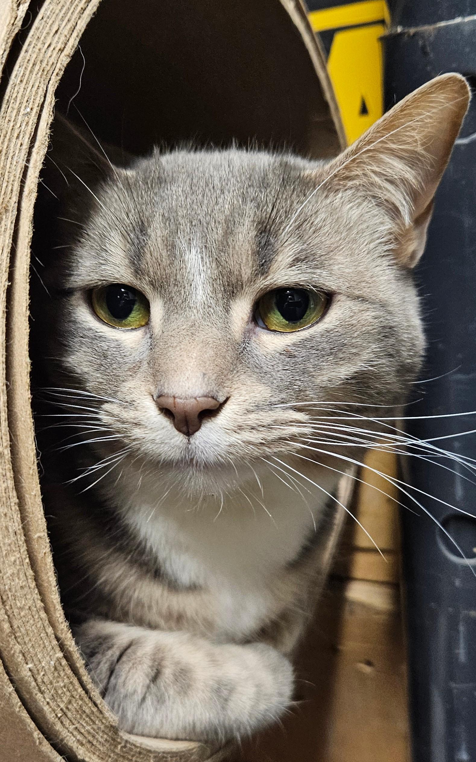 Fergie, an adoptable Domestic Short Hair, Tabby in Sellersburg, IN, 47172 | Photo Image 2