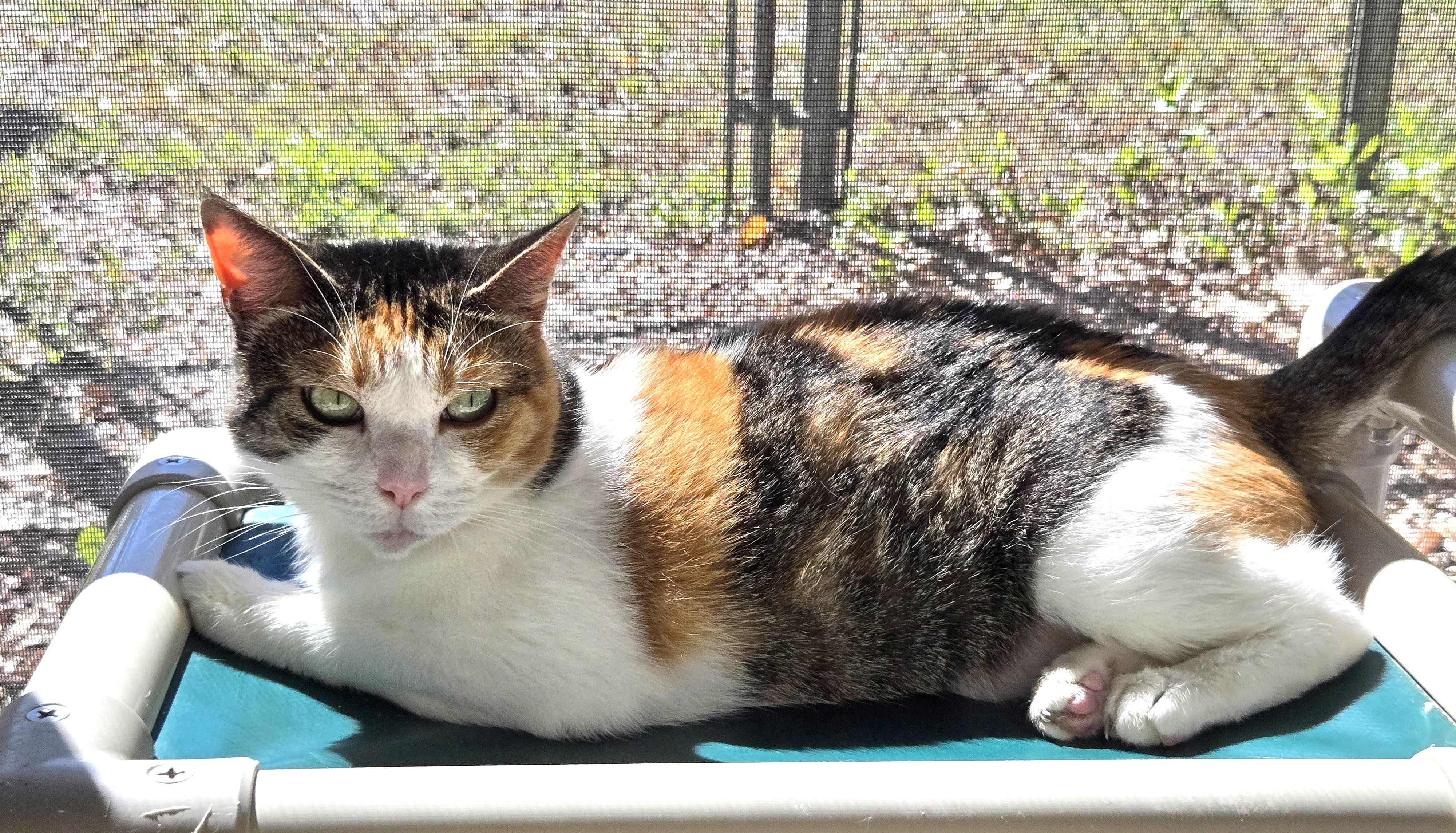 Candy, an adoptable Domestic Medium Hair, Calico in Eglin AFB, FL, 32542 | Photo Image 1