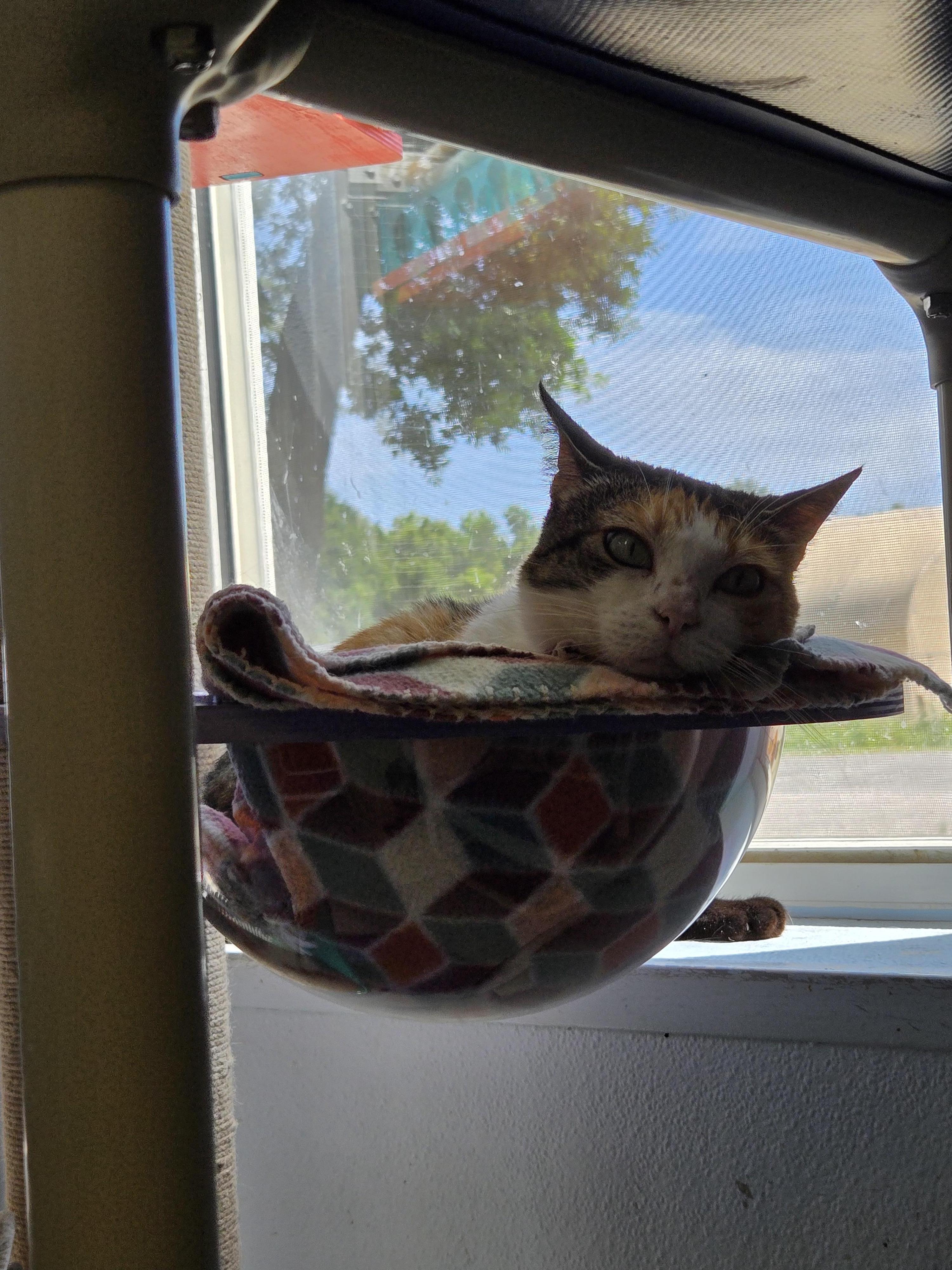 Candy, an adoptable Domestic Medium Hair, Calico in Eglin AFB, FL, 32542 | Photo Image 3