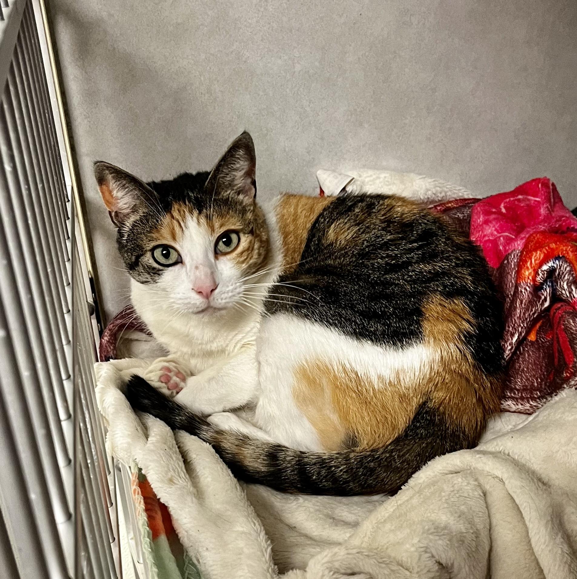 Candy, an adoptable Domestic Medium Hair, Calico in Eglin AFB, FL, 32542 | Photo Image 1