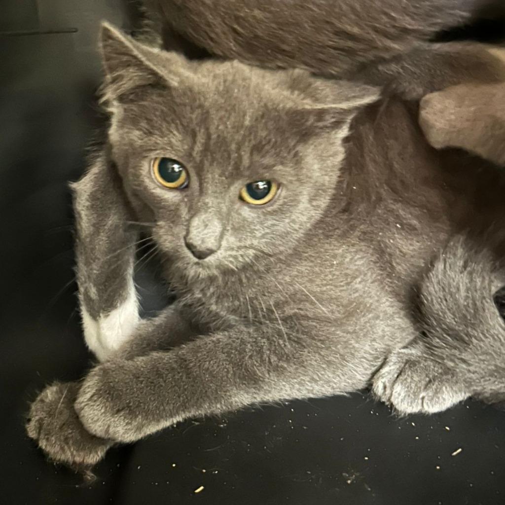 Habanero, Adoptable, Kitten Male Domestic Short Hair.