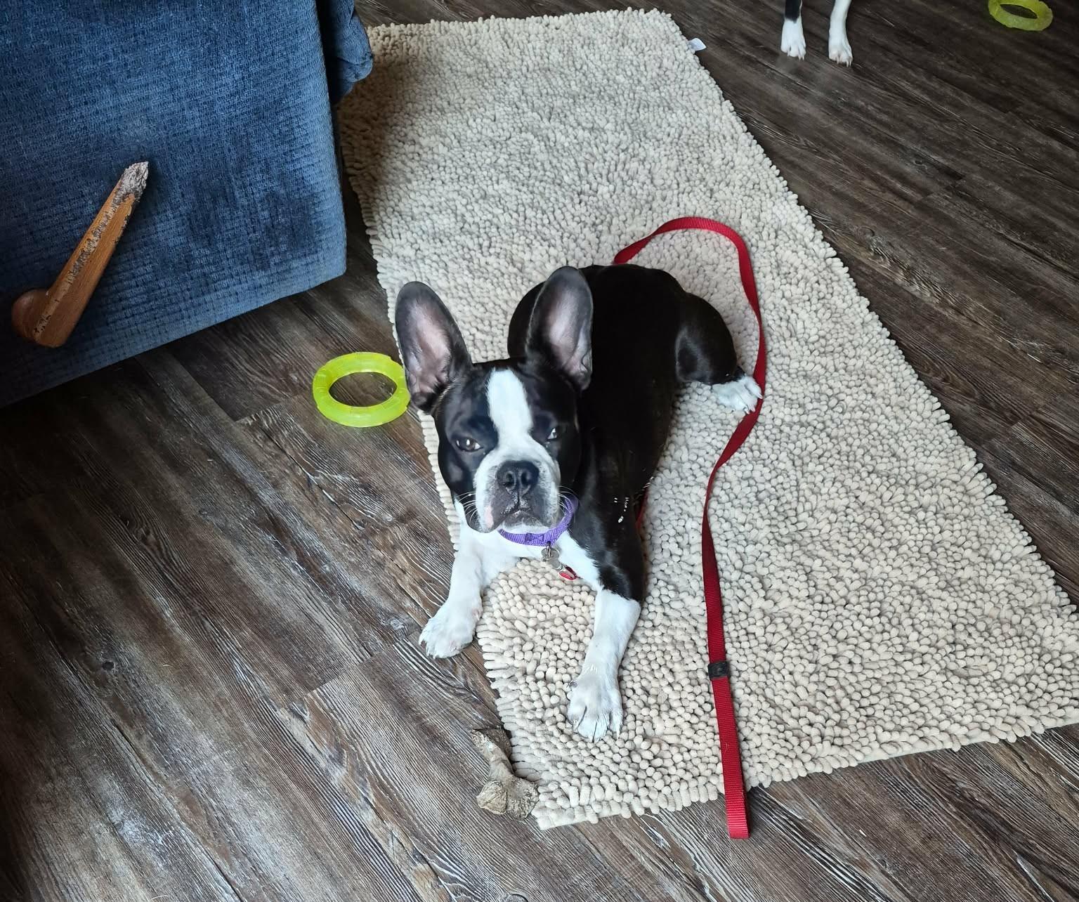 Dax, Adoptable, Young Male Boston Terrier.