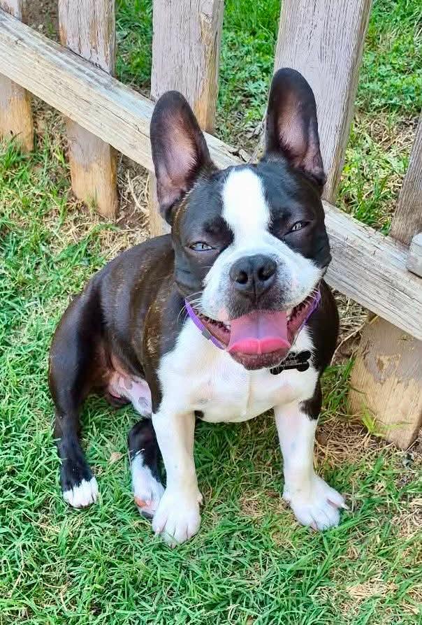 Enlarge Dax, a Adoptable mixed breed in Muskogee, OK image 2/3