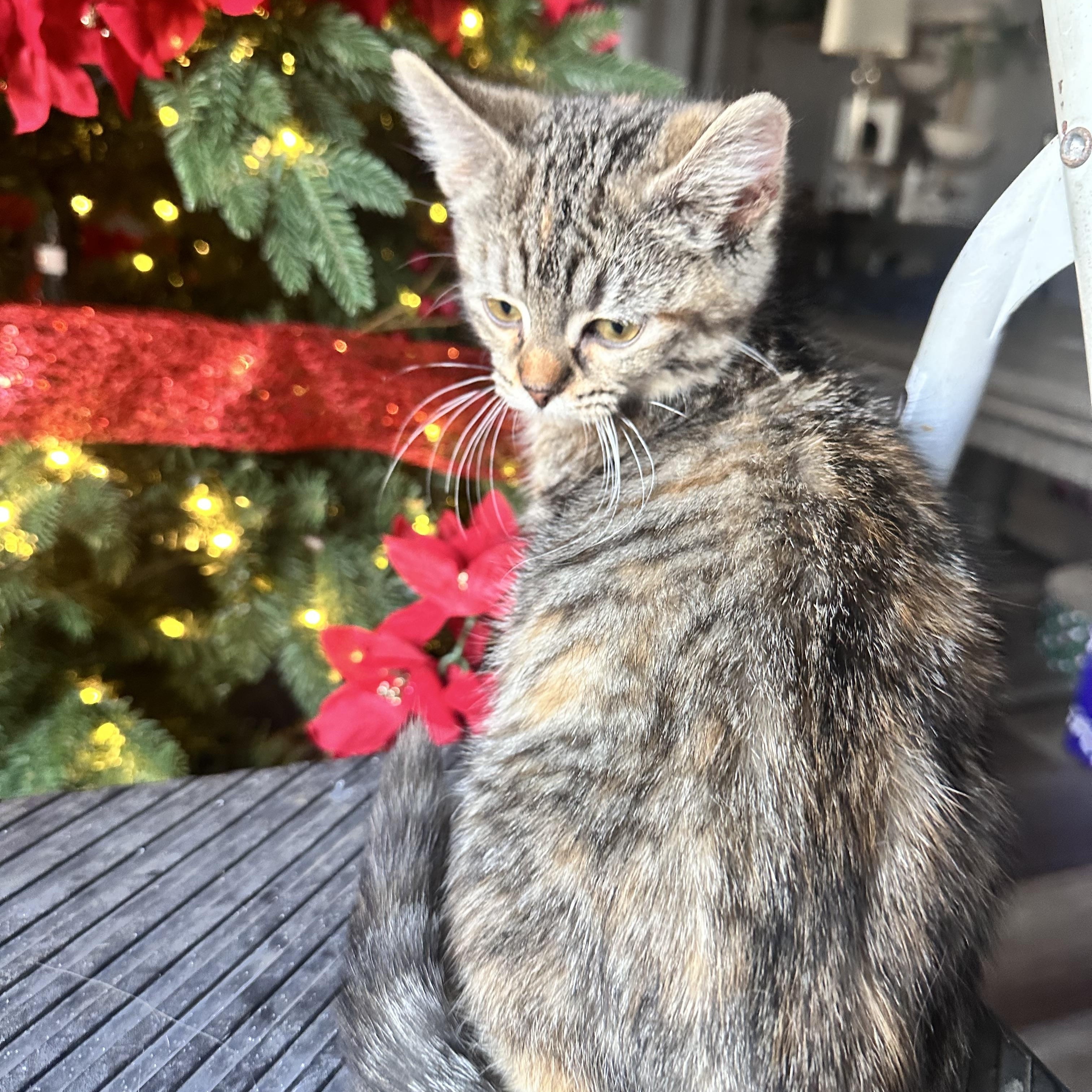 Pumpernickel bread  , Adoptable, Kitten Female Siberian & American Wirehair.