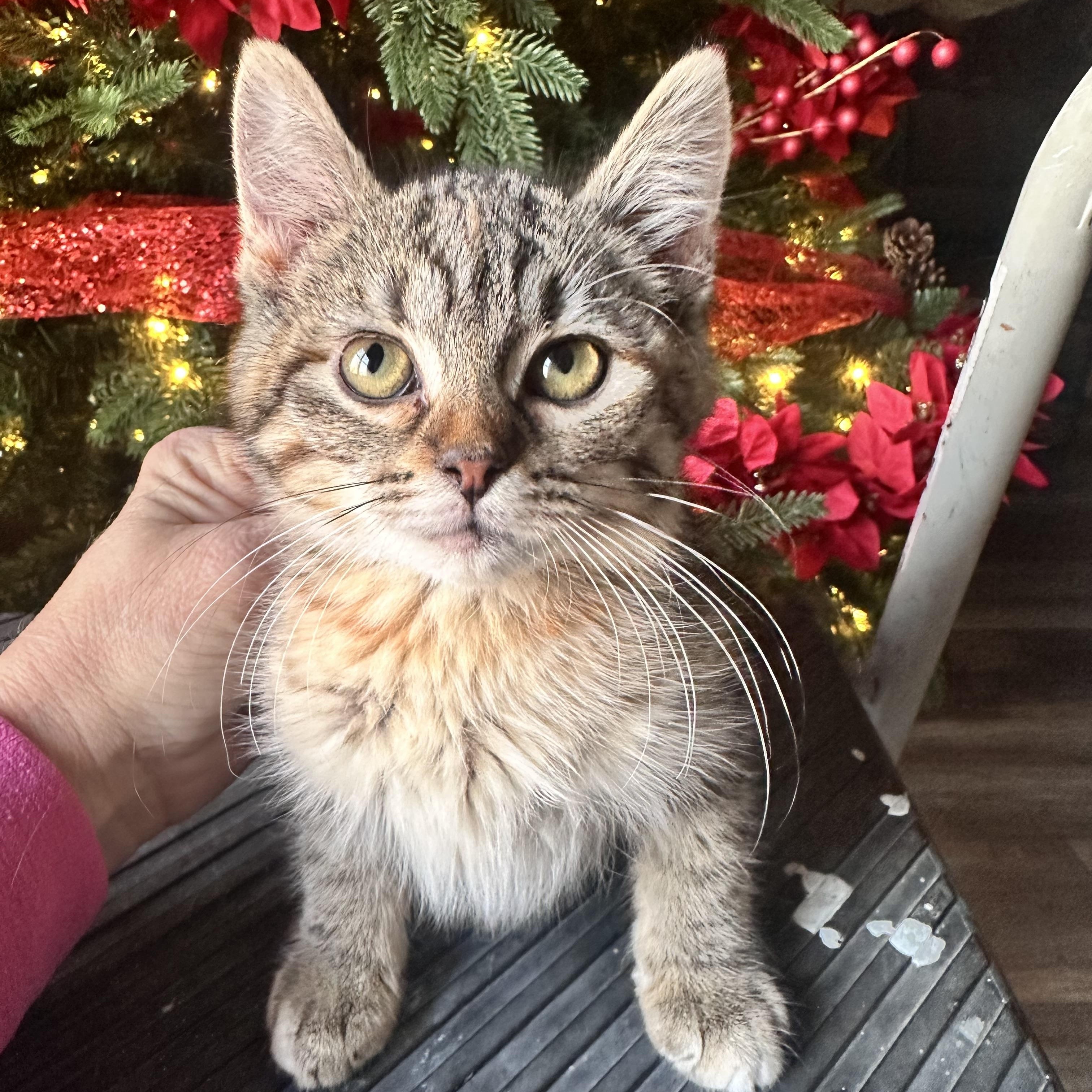 Enlarge Pumpernickel bread  , a Adoptable mixed breed in Mount Vernon, IL image 2/4