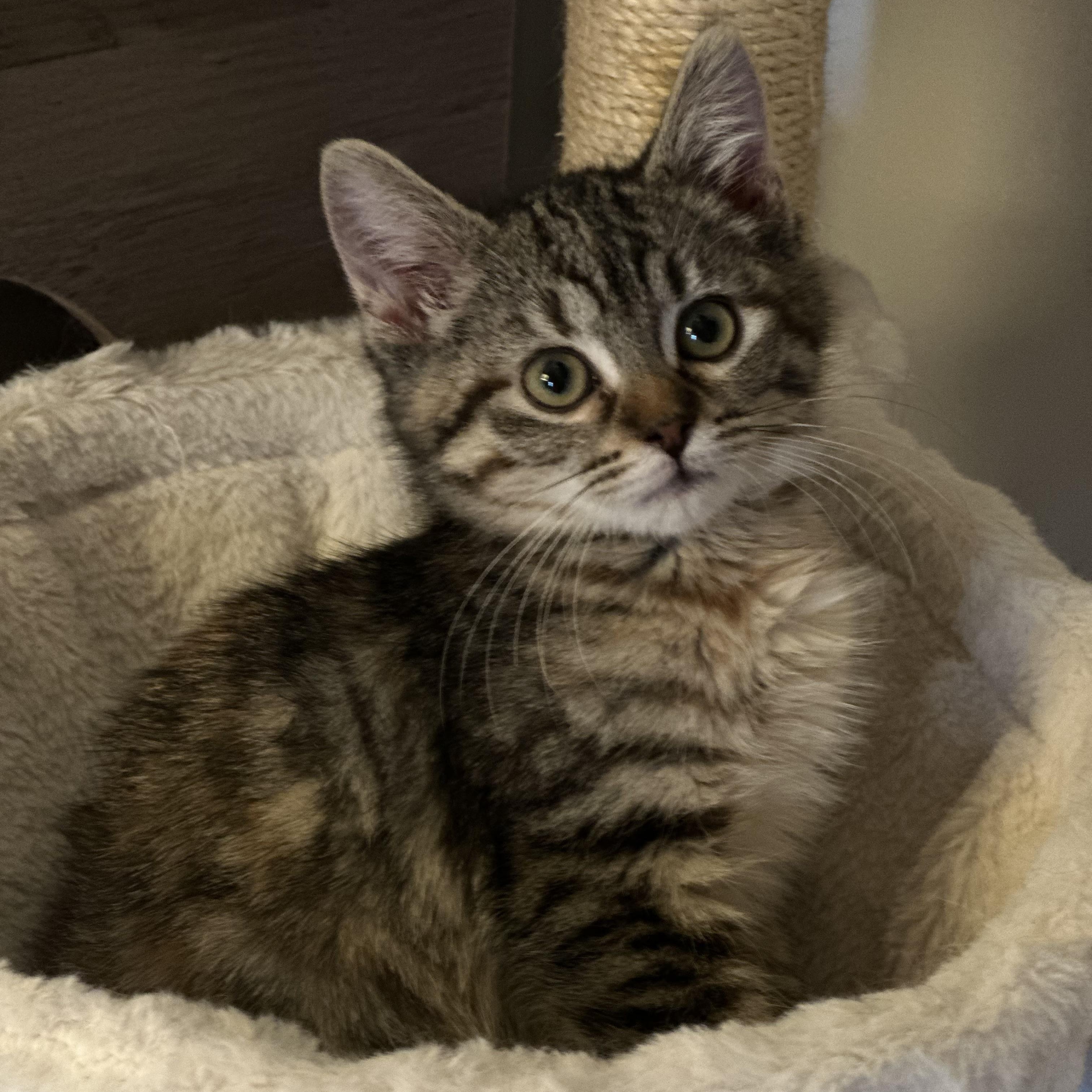 Enlarge Pumpernickel bread  , a Adoptable mixed breed in Mount Vernon, IL image 4/4