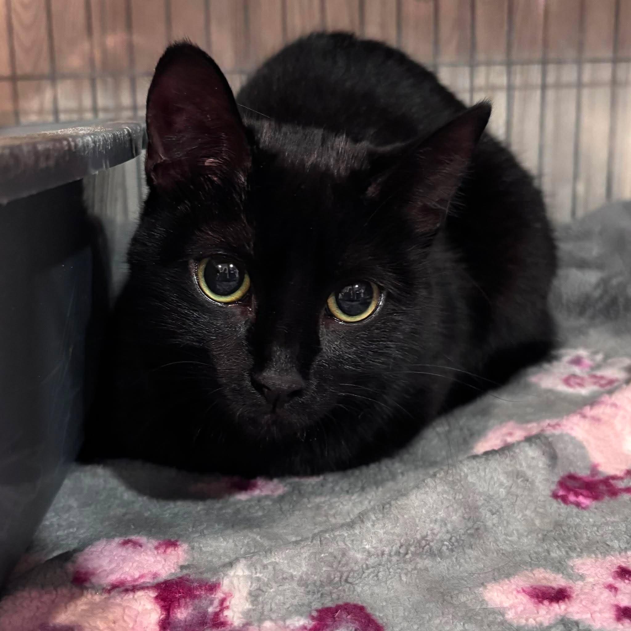 Enlarge STORMI, a Adoptable Domestic Short Hair in Tillsonburg, ON image 2/2