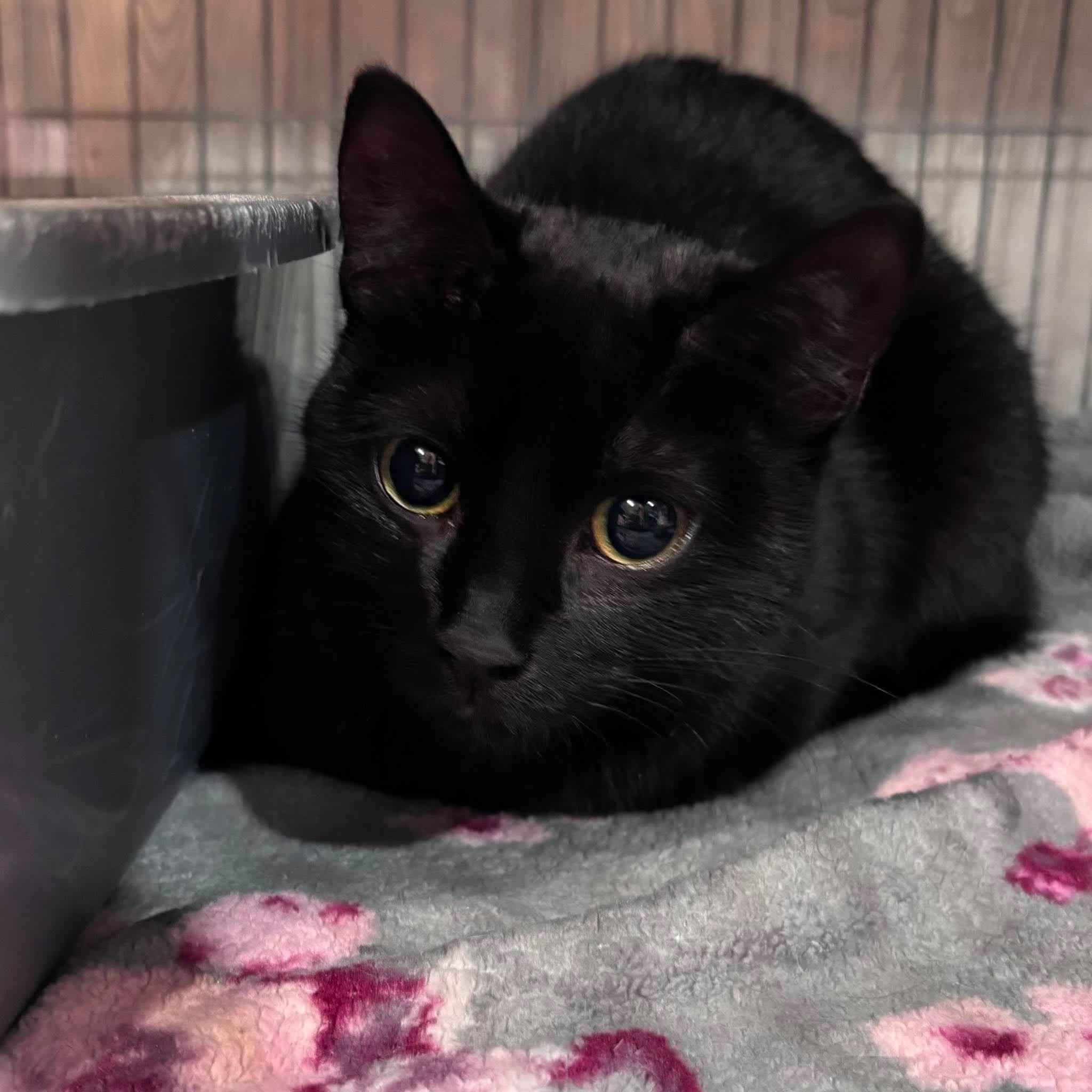 Enlarge STORMI, a Adoptable Domestic Short Hair in Tillsonburg, ON image 1/2