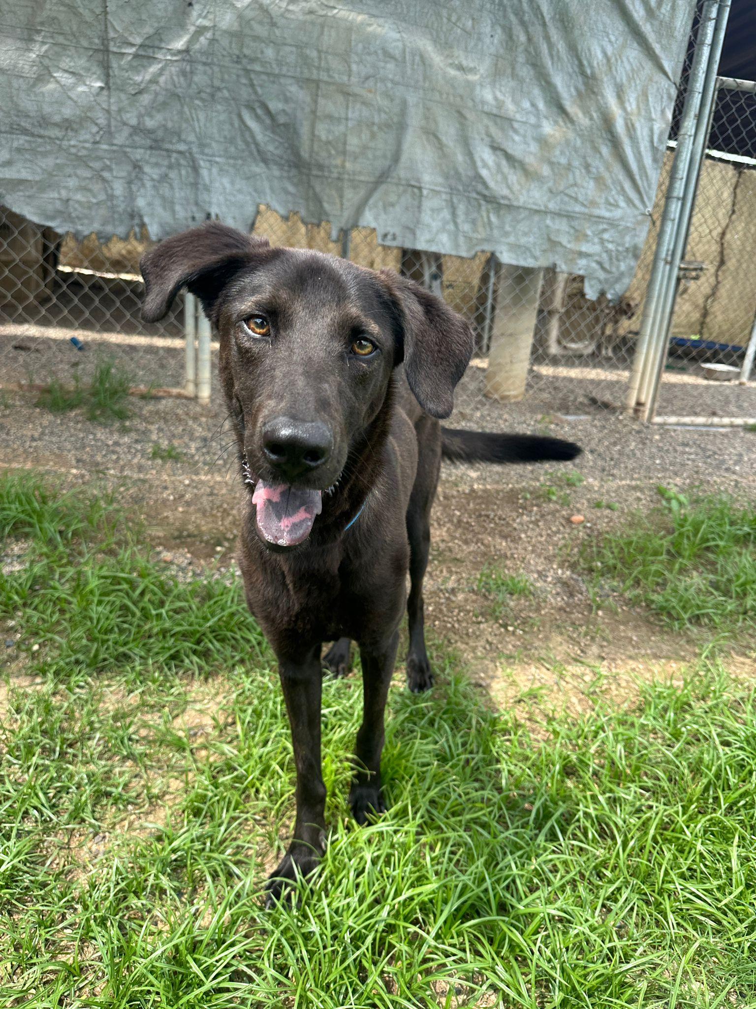 Herman — thumbnail 3