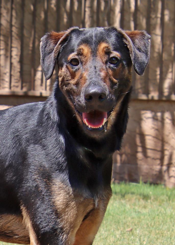 Enlarge Pinnacle, a Adoptable mixed breed in Glendale, AZ image 1/6